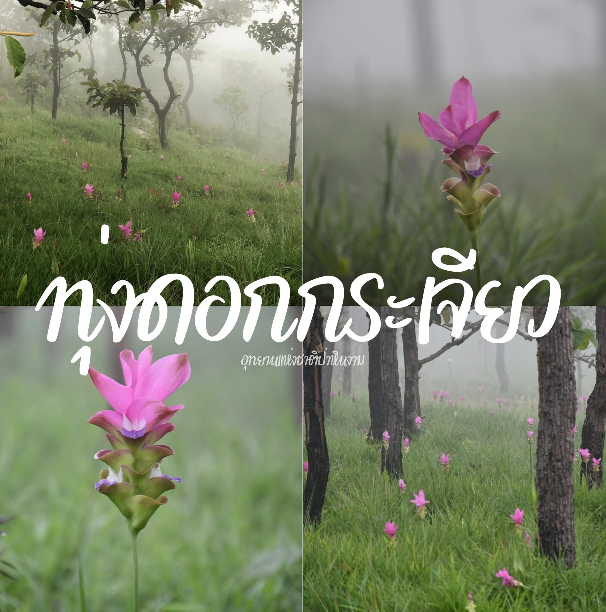 เทศกาลท่องเที่ยวดอกกระเจียวงาม (ทุ่งดอกบัวสวรรค์) จ.ชัยภูมิ