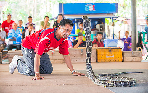 บ้านโคกสง่า อ.น้ำพอง จ.ขอนแก่น .. หมู่บ้านงูจงอาง
