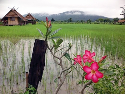 บ้านสวนเพียงพอ โฮมสเตย์ กาฬสินธุ์