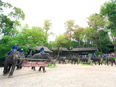 ปางช้างแม่สา Maesa Elephant Camp
