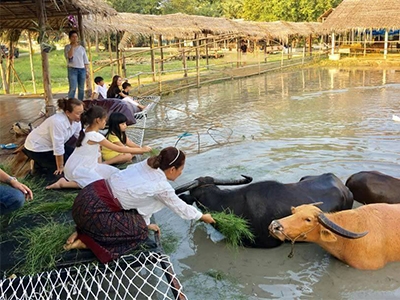 บ้านควาย หมู่บ้านอนุรักษ์ควายไทย Buffalo Village