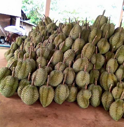 สวนทุเรียน พ่ออ่อนสี ผาดาวงศ์ ศรีสะเกษ