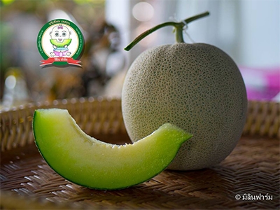 Milin Farm : Premium Melon เวียงเชียงรุ้ง เชียงราย