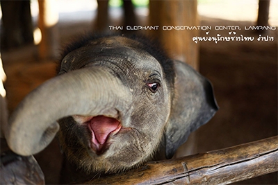 ศูนย์อนุรักษ์ช้างไทย จ.ลำปาง The Thai Elephant Conservation Center Lampang