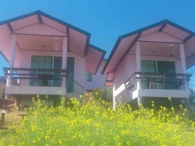 ภูซากุระ  ภูทับเบิก เพชรบูรณ์