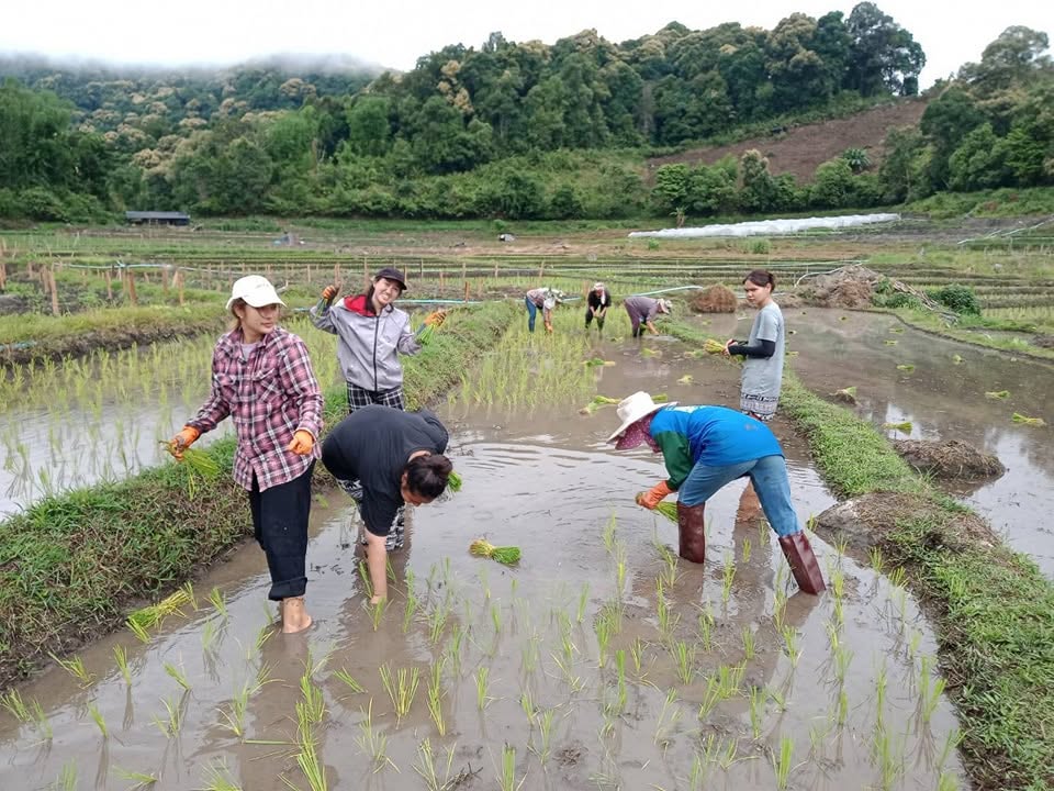 บ้านผาหมอน ดอยอินทนนท์