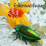 บ้านสวนฟาร์มสเตย์ อ.อุทัย อยุธยา