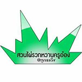 ไผ่รวกหวานภูกระดึง สวนครูอ๋อง จ.เลย